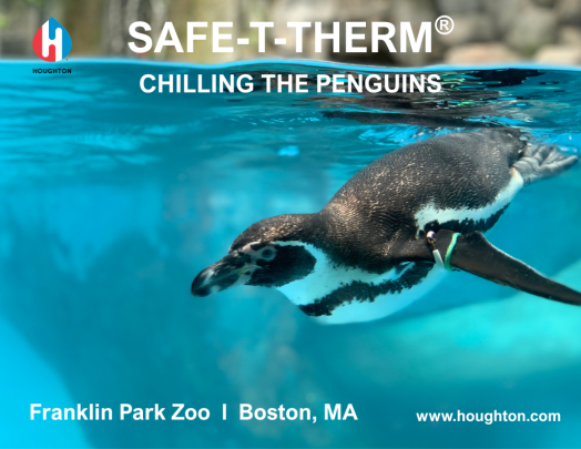 Penguin swimming in zoo aquarium